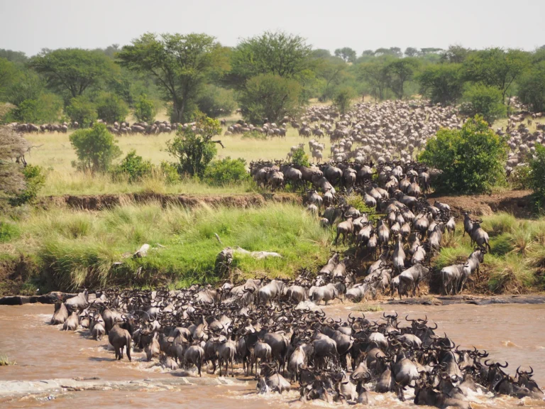 Wildebeest herd crossing the Serengeti