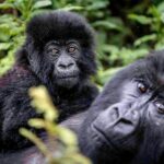 Wilderness Bisate Lodge, Kinigi