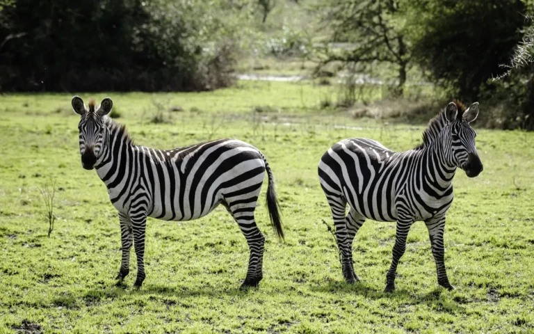 Pair of zebras at Lake Mburo