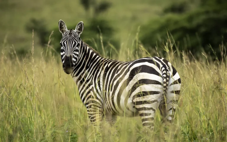 Zebra in the long grass