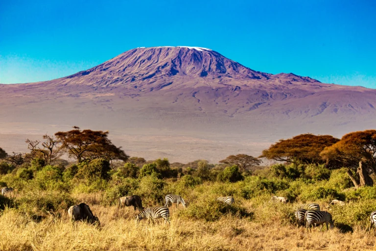 Zebras grazing beneath Kilimanjaro