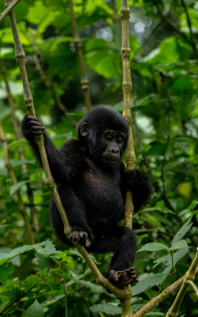 Baby mountain gorilla climbing a vine in Bwindi