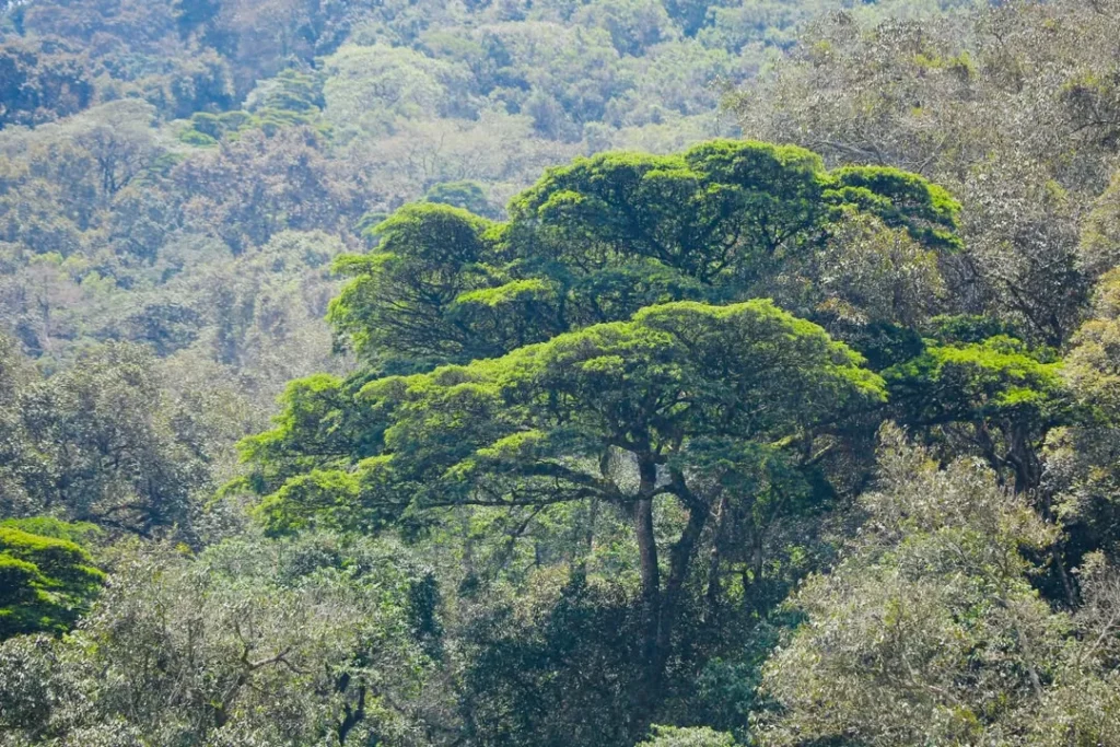 Broad-crowned tree over the forested slopes near Bwindi