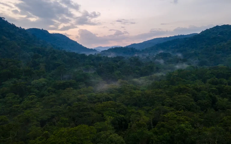 Mist lifting over the forested hills of Bwindi Impenetrable National Park