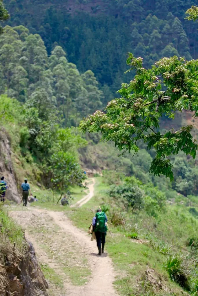 Hikers on a trail above the valley near Bwindi