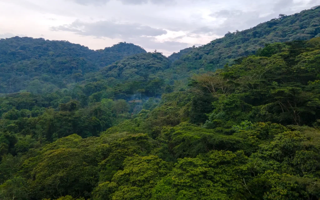 Rolling forested hills of Bwindi Impenetrable National Park