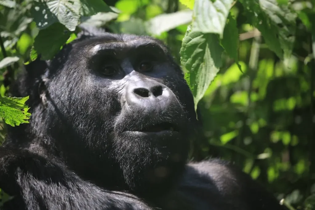 Close portrait of a mountain gorilla in Bwindi