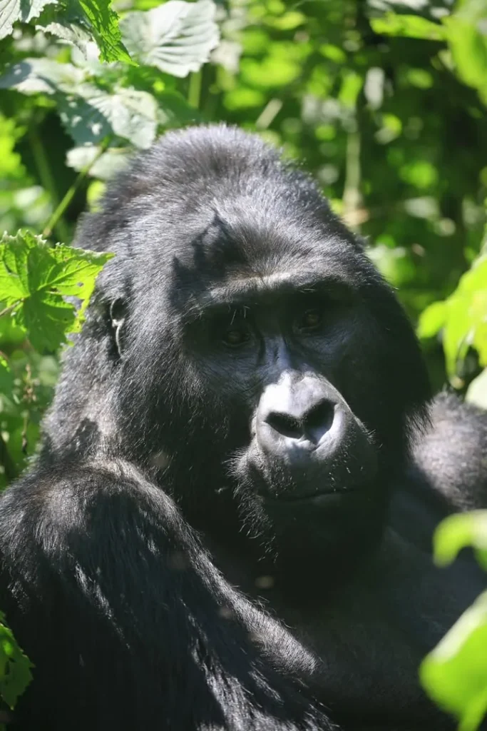 Mountain gorilla looking at the camera through broad leaves in Bwindi