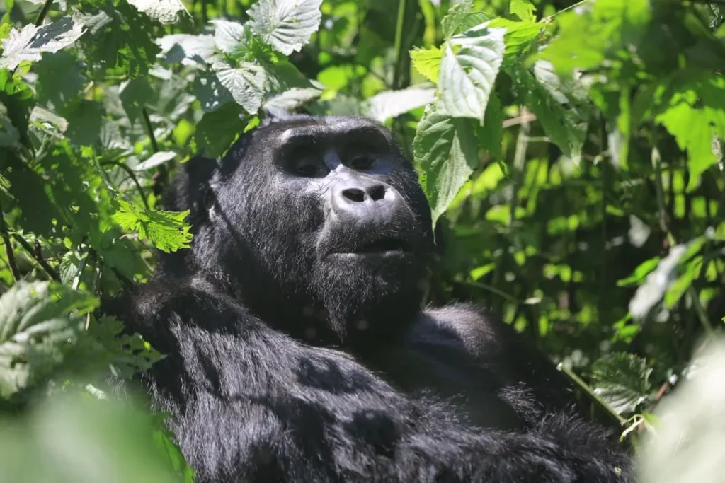 Mountain gorilla in sunlit leaves in Bwindi