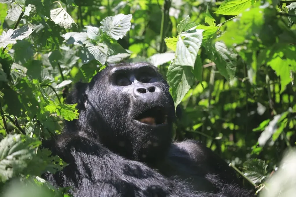 Mountain gorilla looking up from the undergrowth in Bwindi