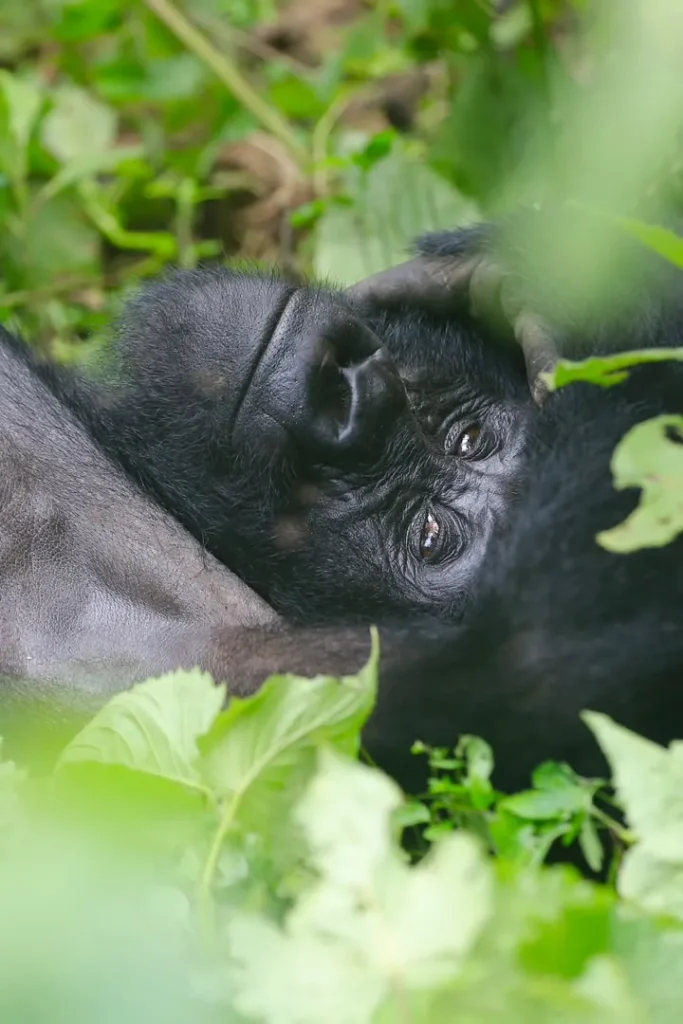 Mountain gorilla resting in Bwindi forest