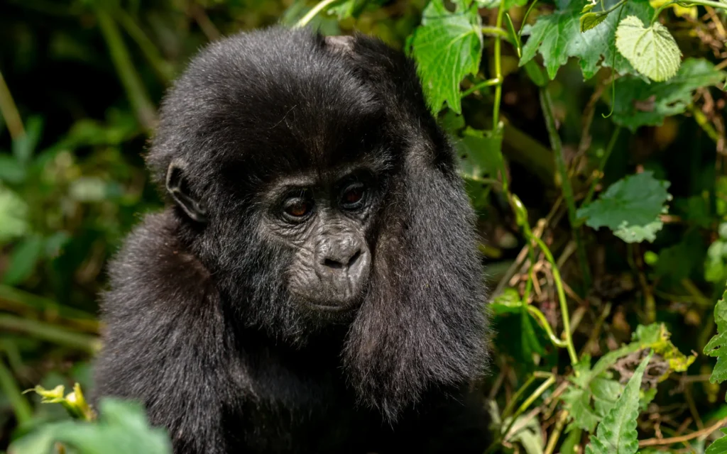 Juvenile mountain gorilla looking at the camera in Bwindi
