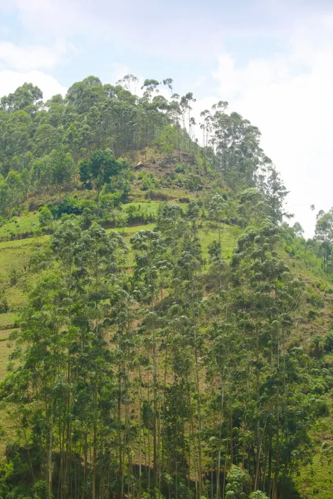 Terraced hillside with eucalyptus near Bwindi