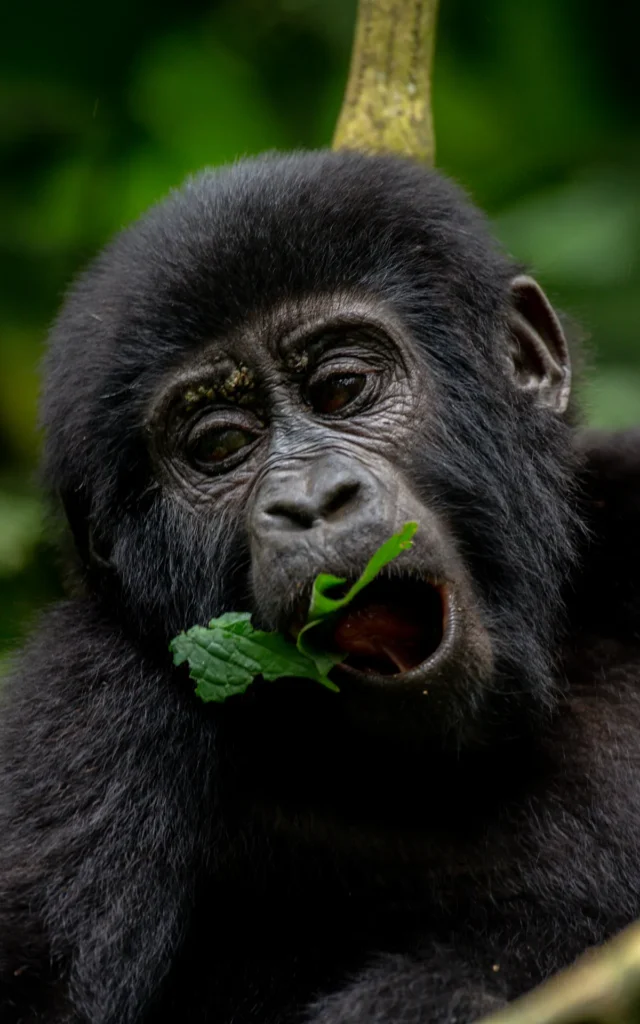 Young mountain gorilla chewing leaves in Bwindi