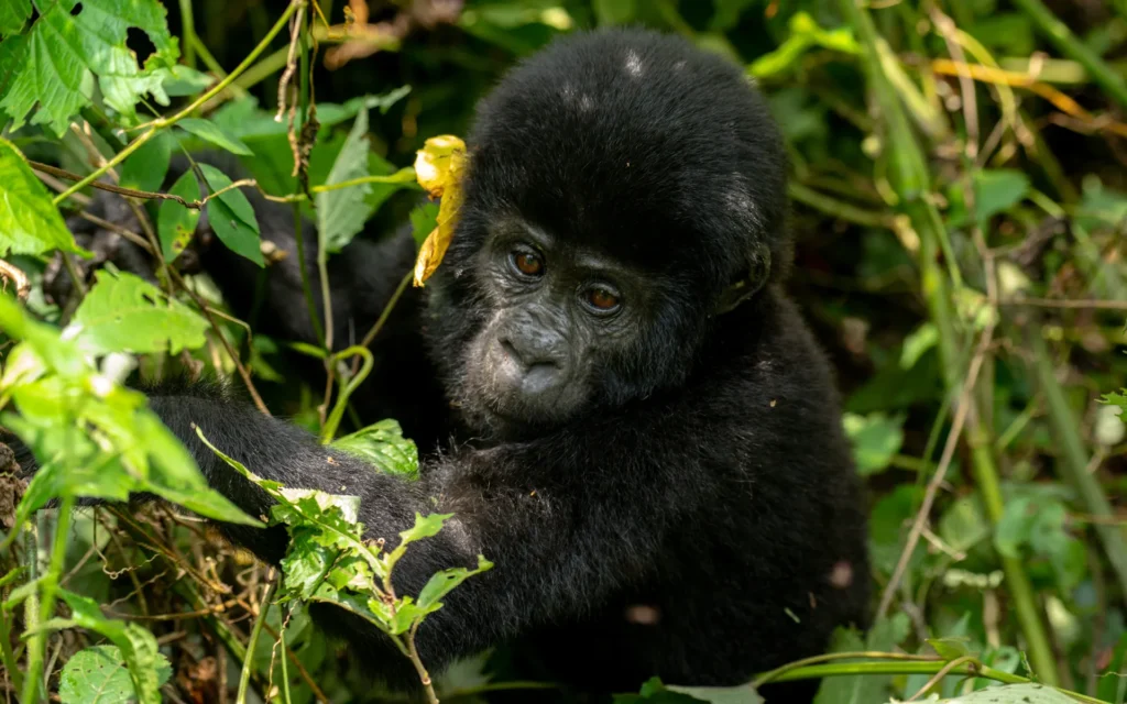 Young gorilla among green foliage in Bwindi