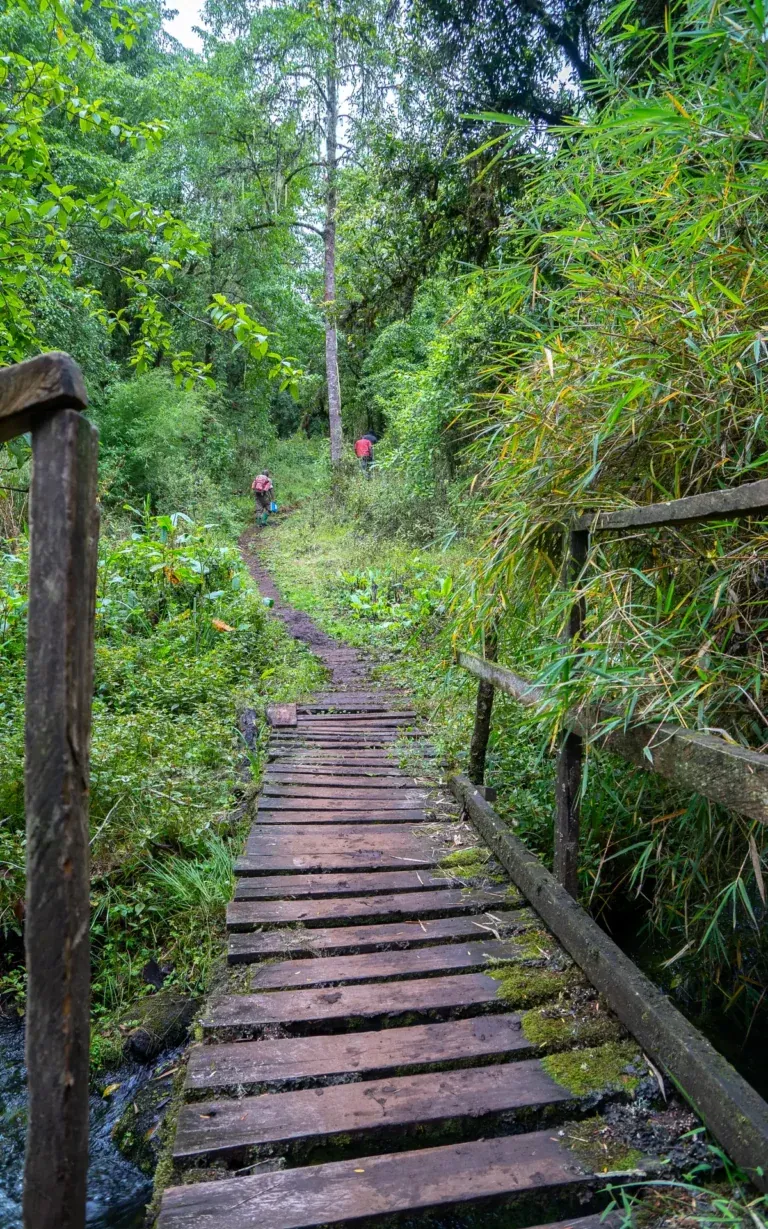 Wooden footbridge in the forest of Mount Elgon National Park