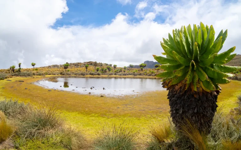 Giant lobelia beside a moorland pond in Mount Elgon National Park