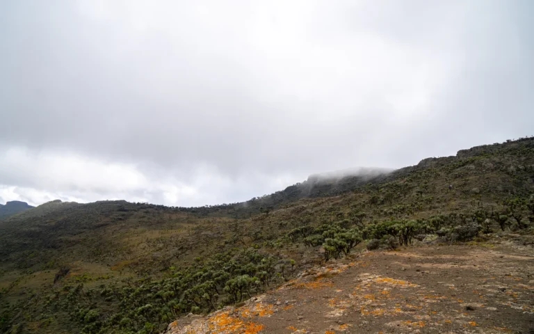 High moorland landscape in Mount Elgon National Park