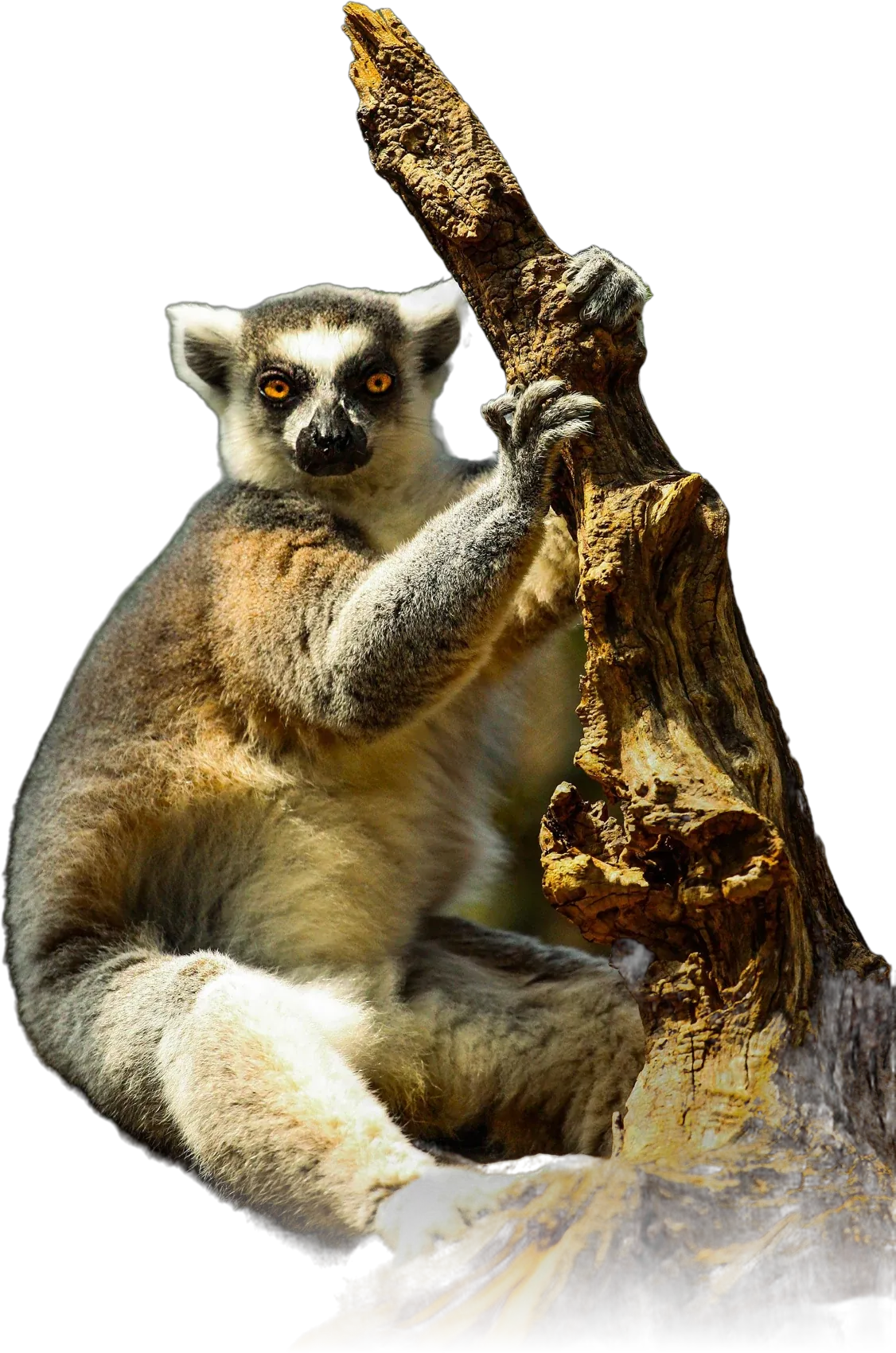 Ring-tailed lemur holding a branch in Madagascar
