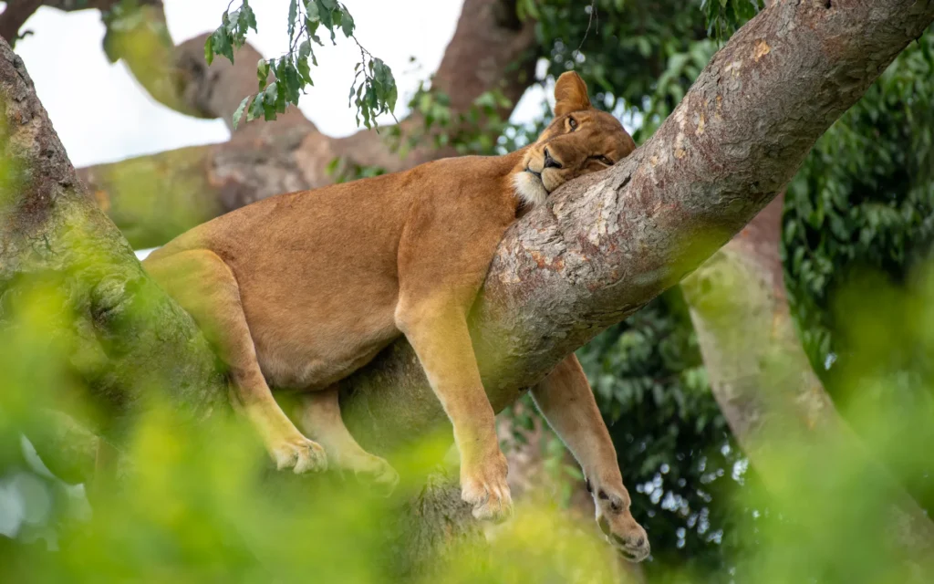 Tree-climbing lioness resting on a fig branch in Ishasha, Queen Elizabeth National Park