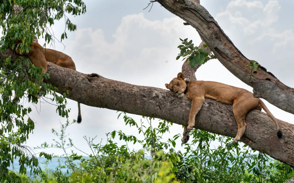 Tree-climbing lioness resting on a fig branch in Ishasha, Queen Elizabeth National Park
