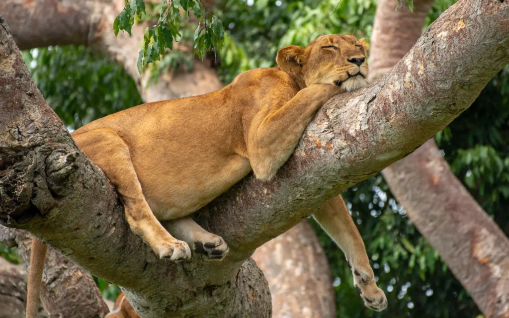 Tree-climbing lioness resting on a fig branch in Ishasha, Queen Elizabeth National Park
