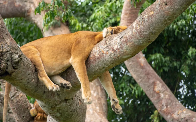 Tree-climbing lioness resting on a fig branch in Ishasha, Queen Elizabeth National Park