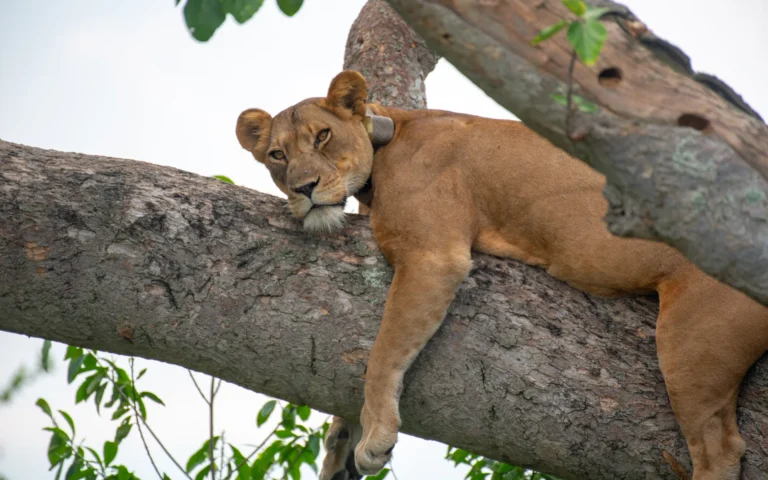 Tree-climbing lioness resting on a fig branch in Ishasha, Queen Elizabeth National Park