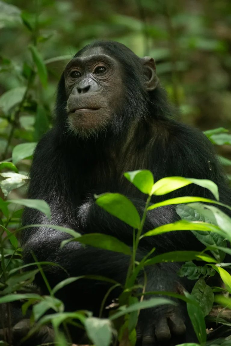 Chimpanzee among green leaves in Kibale National Park
