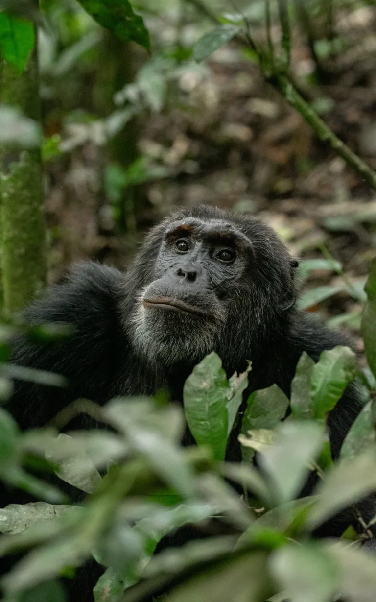 Chimpanzee looking out from the undergrowth in Kibale National Park