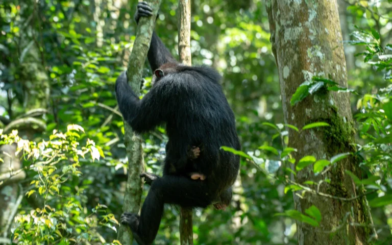 Chimpanzee climbing in the trees of Kibale National Park