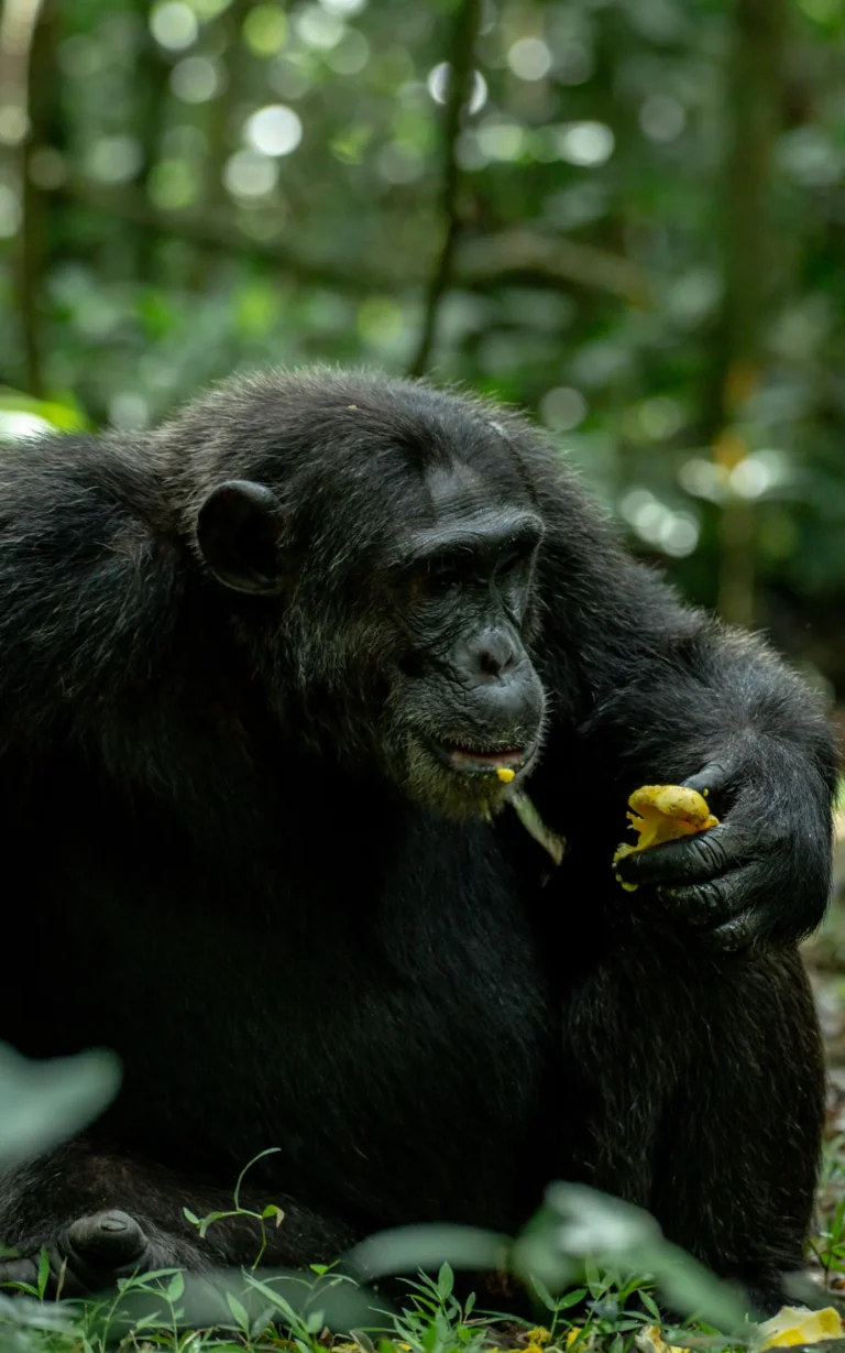 Chimpanzee eating in Kibale National Park