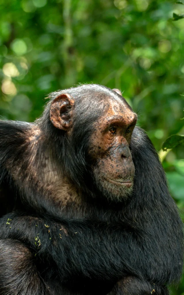 Chimpanzee looking up in Kibale National Park