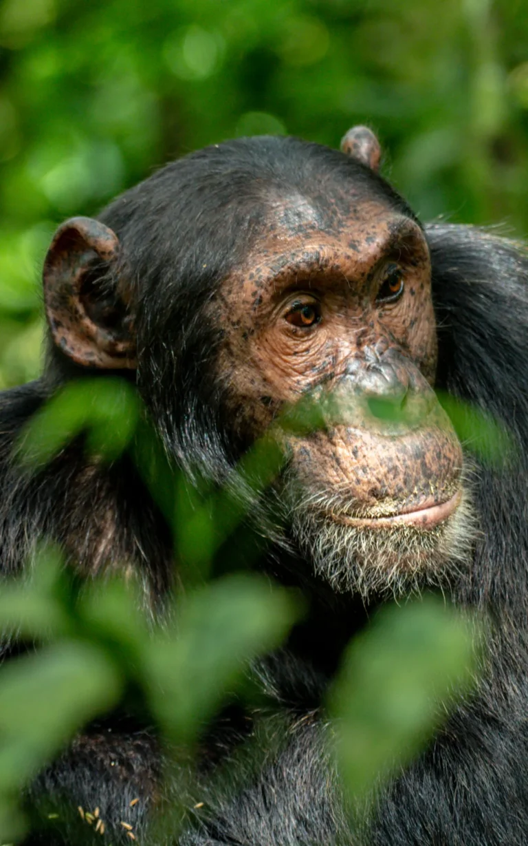 Chimpanzee portrait in Kibale National Park