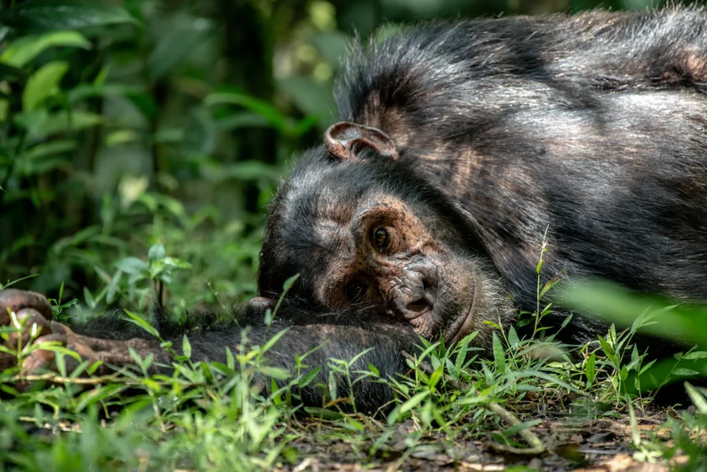 Chimpanzee resting on the forest floor in Kibale National Park