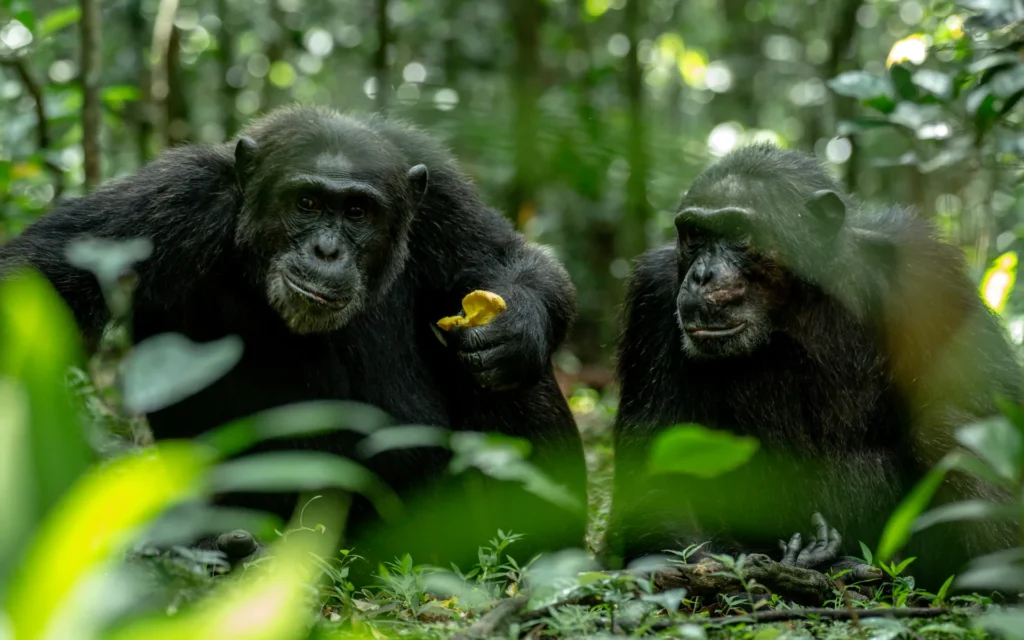 Chimpanzees feeding together in Kibale National Park