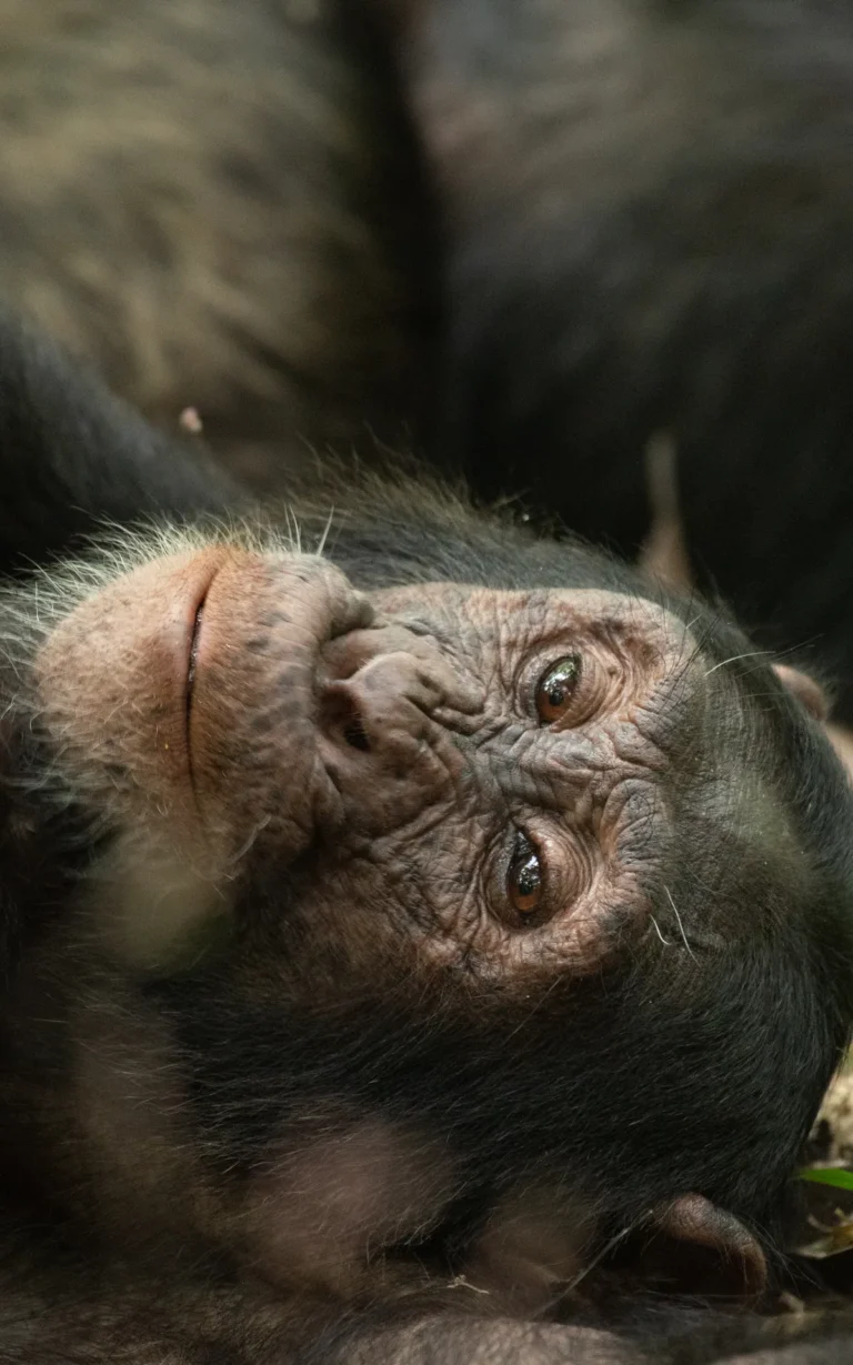 Young chimpanzee face in Kibale National Park