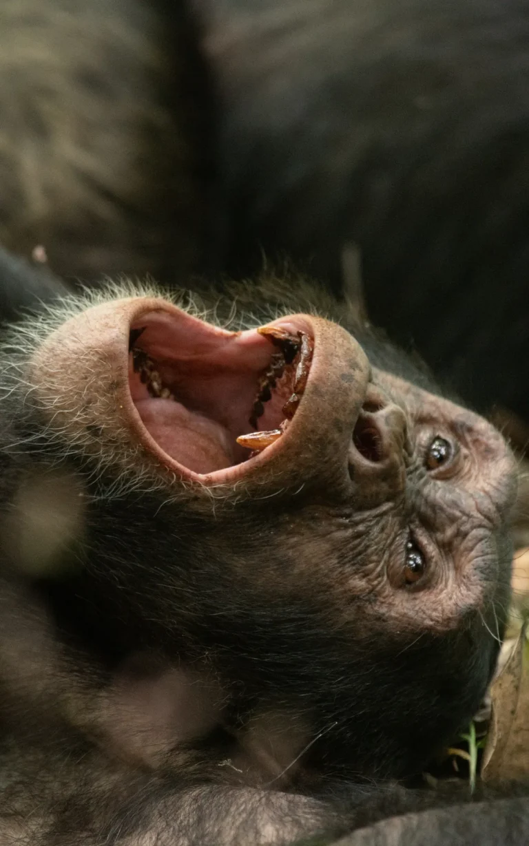 Young chimpanzee yawning in Kibale National Park