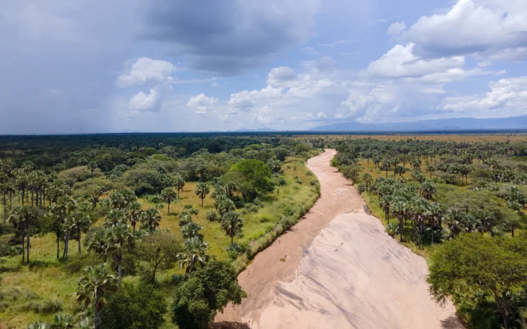 Aerial view of a dry sand river through woodland in Kidepo Valley National Park