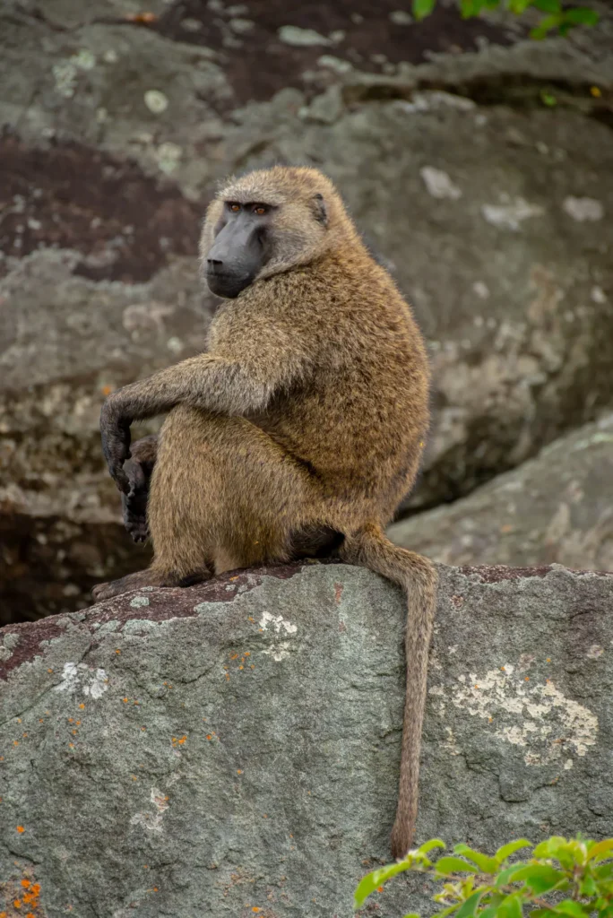 Olive baboon sitting on a rock in Kidepo Valley National Park