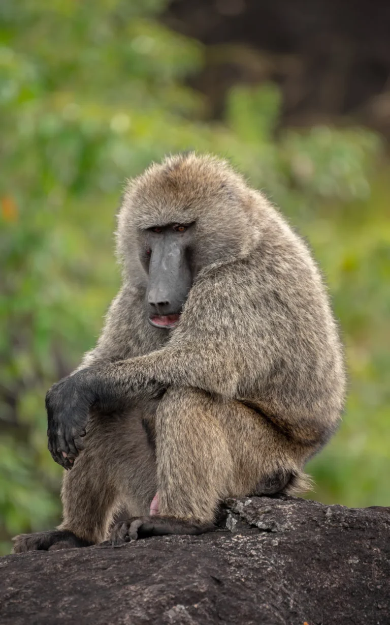 Baboon perched on a granite boulder in Kidepo Valley National Park