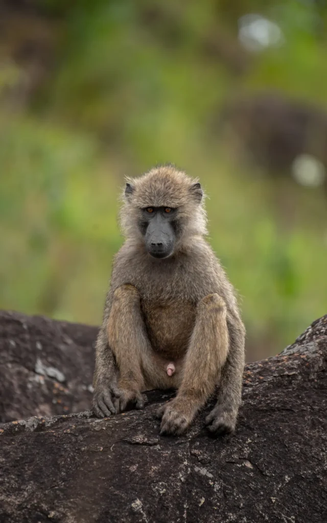 Olive baboon portrait in Kidepo Valley National Park