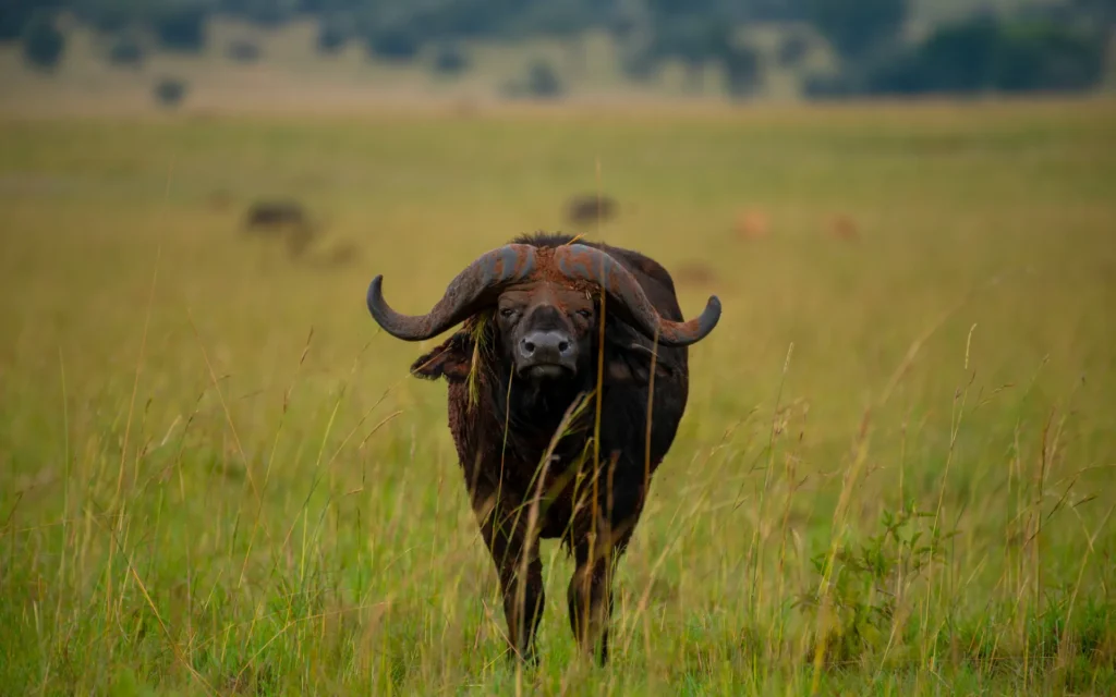 Cape buffalo facing the camera on the Kidepo plains