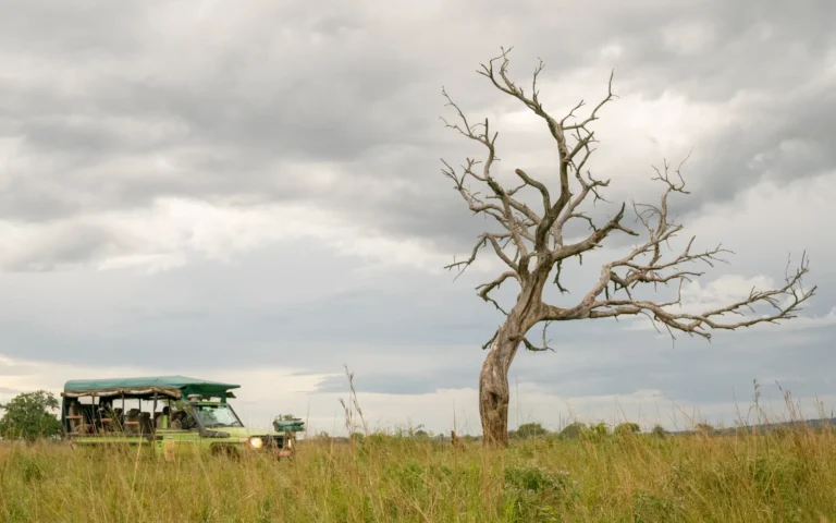 Dead tree and a safari vehicle on the plains of Kidepo Valley National Park