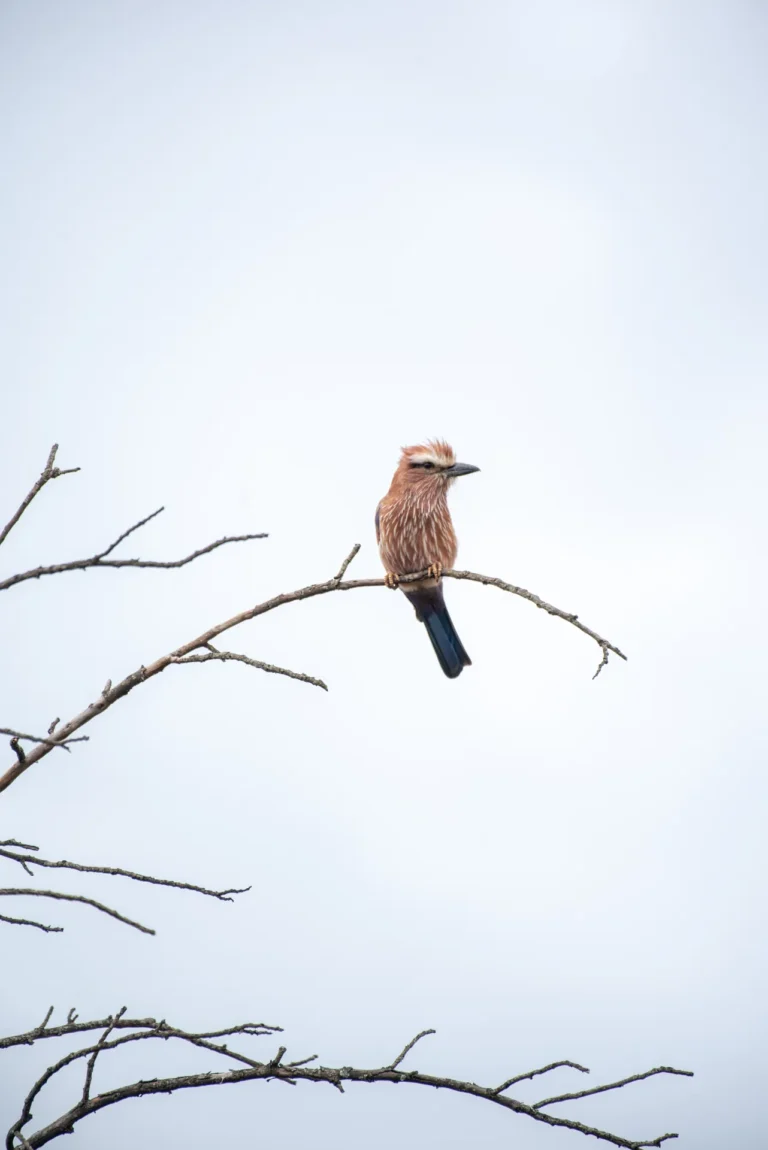 Purple roller perched on a bare branch in Kidepo Valley National Park