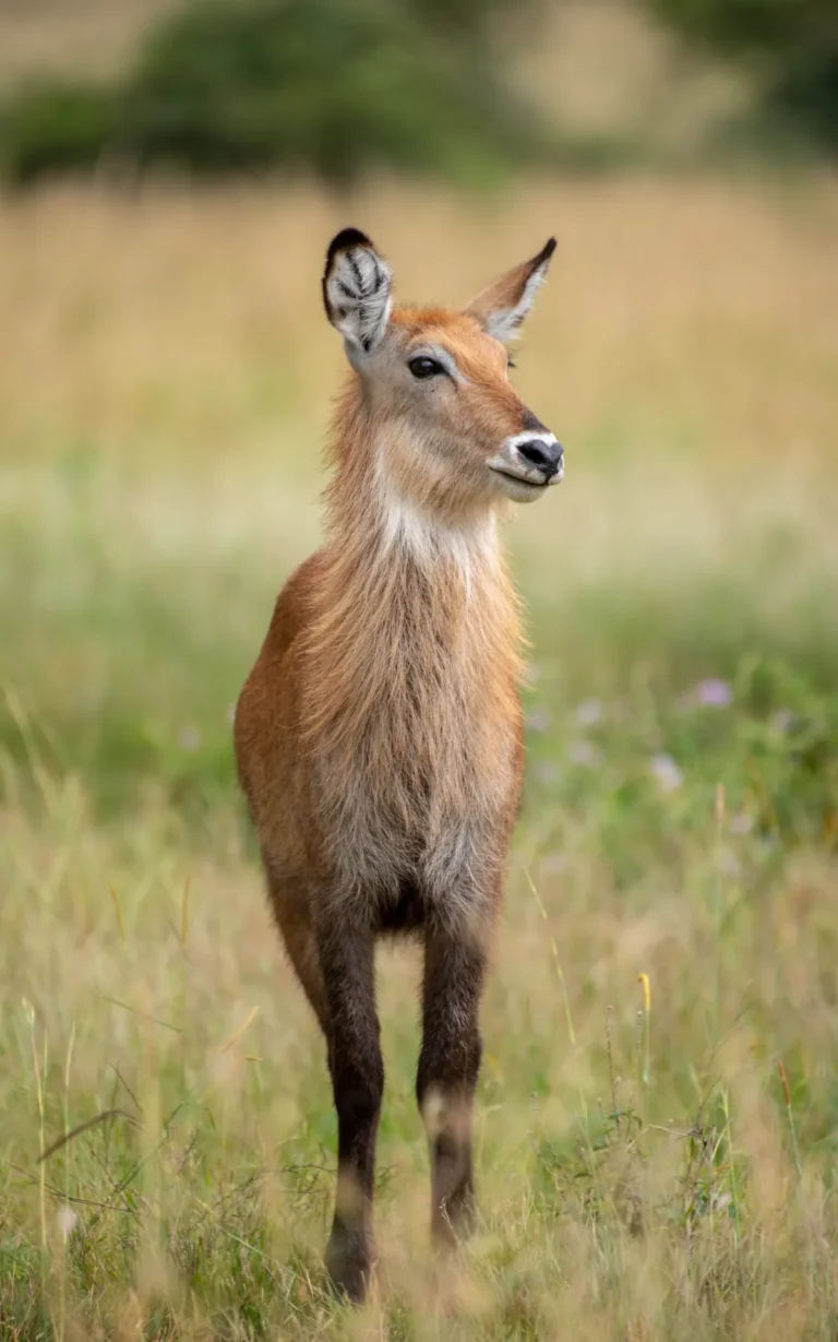 Female waterbuck standing in grass in Kidepo Valley National Park