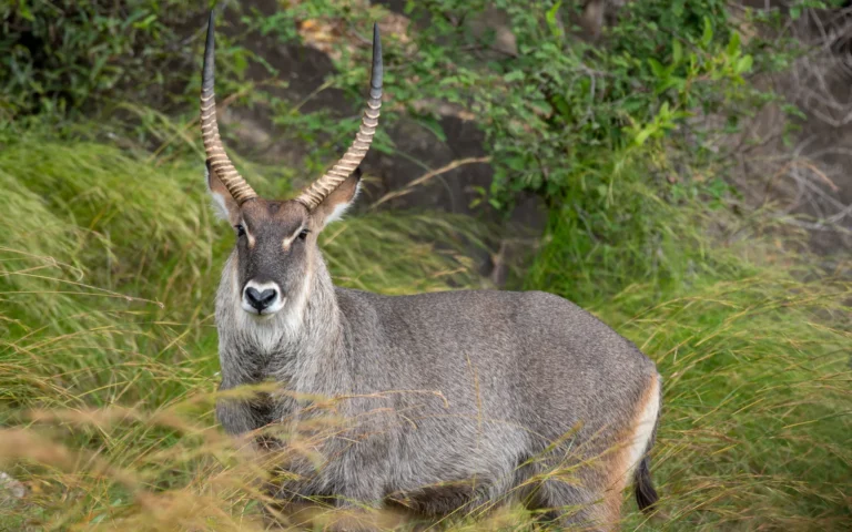 Waterbuck among long grass in Kidepo Valley National Park