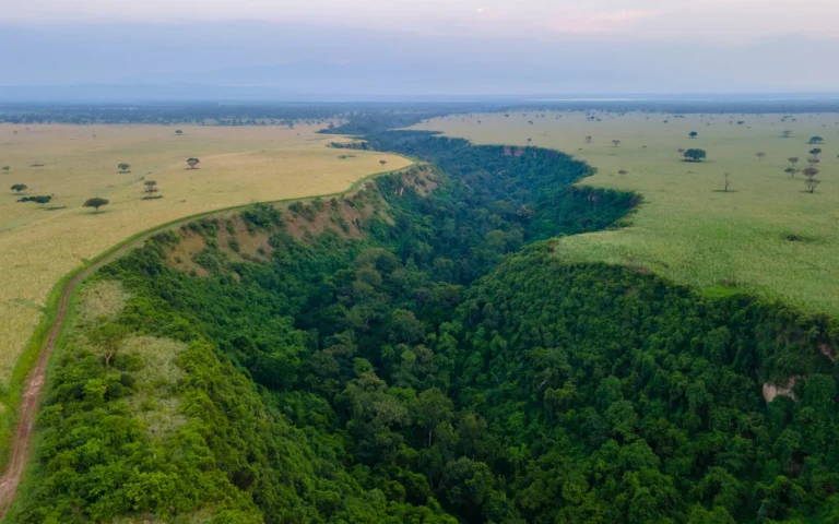 Aerial view of Kyambura Gorge cutting through the savannah
