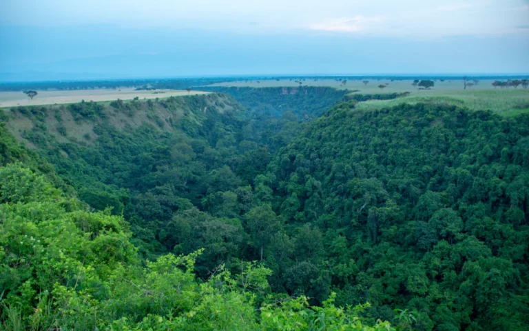 View into the forested Kyambura Gorge