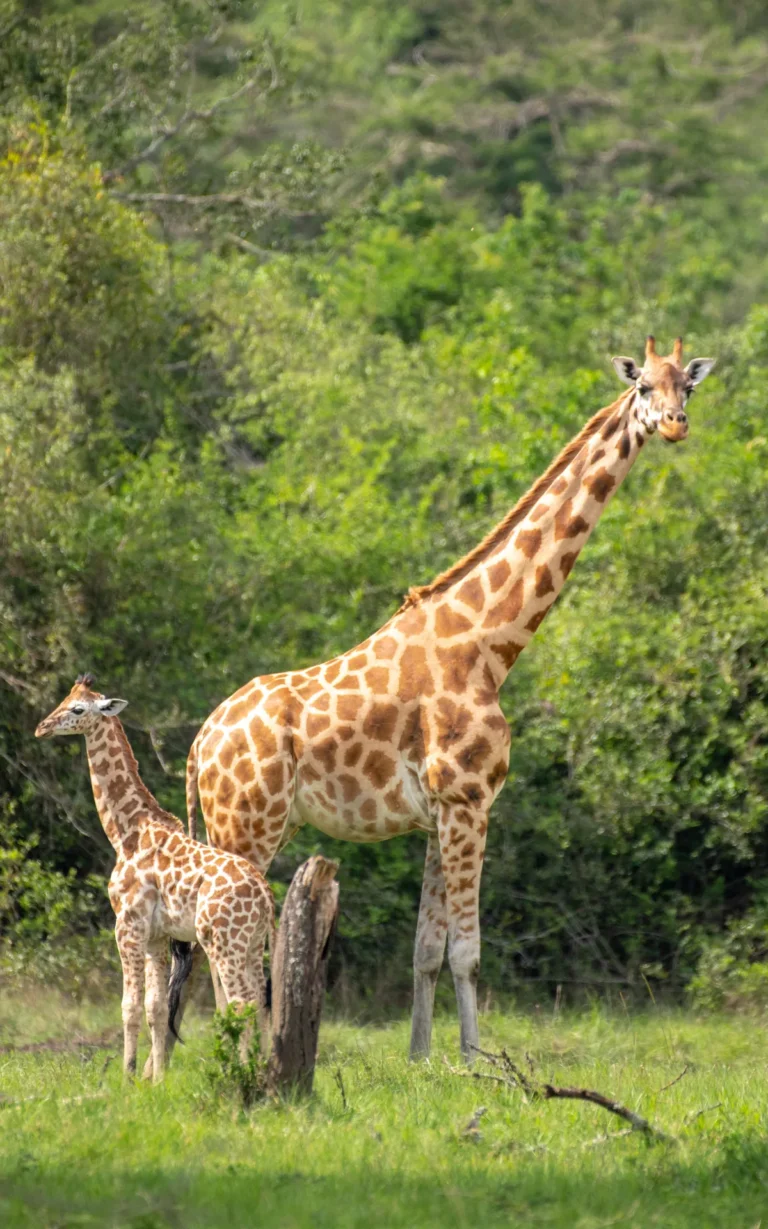 Rothschild giraffe with her calf in Lake Mburo National Park